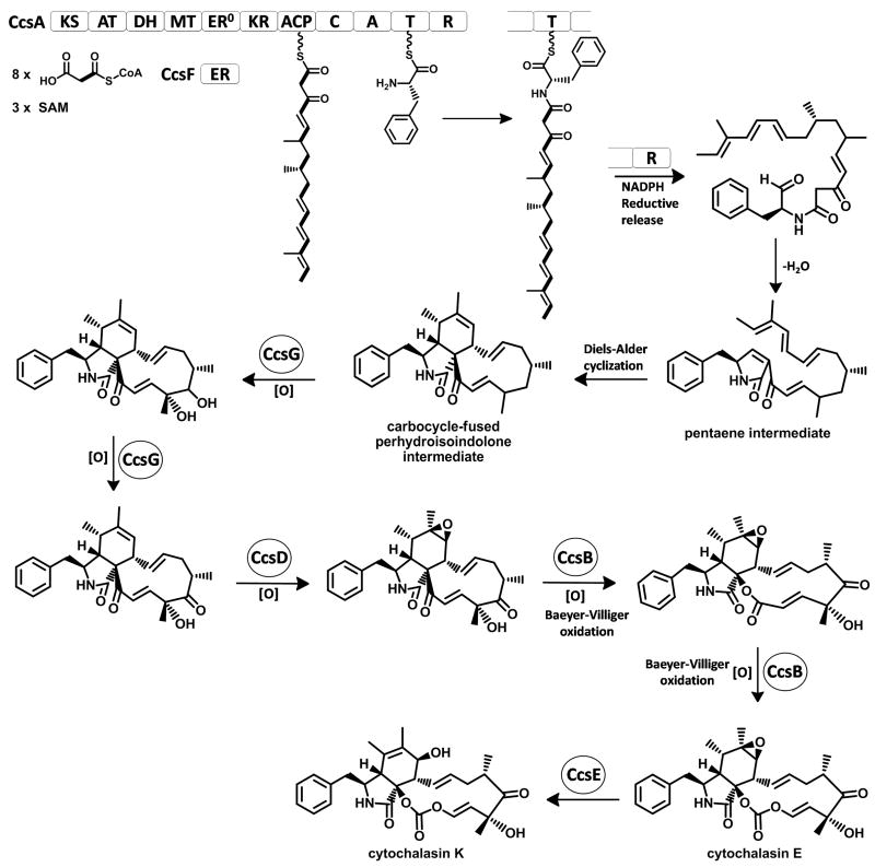 Figure 5