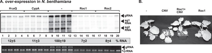 Fig 11