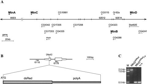 FIG. 1.