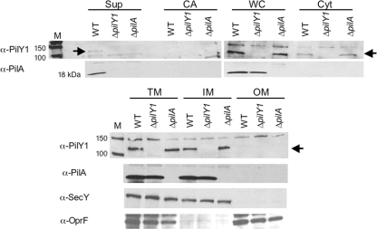 FIG. 6.