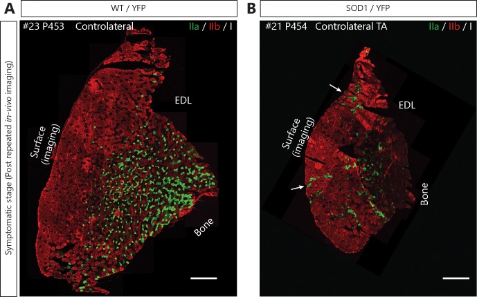 Figure 3—figure supplement 1.