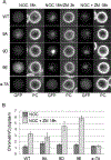 Figure 5: