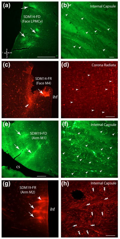 FIGURE 3