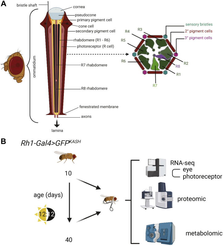 Fig. 1