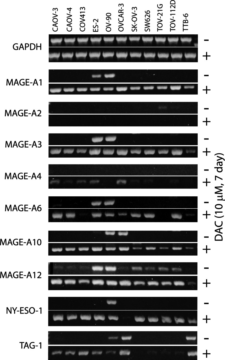 Fig. 5