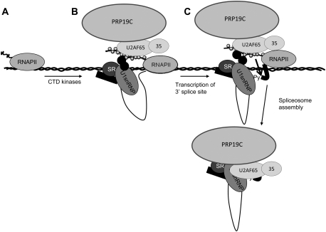 Figure 7.