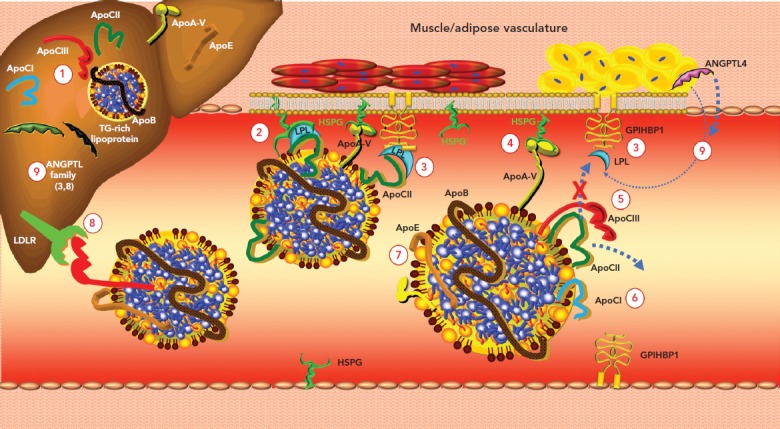 Figure 1: