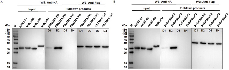 graphic file with name figs1.jpg