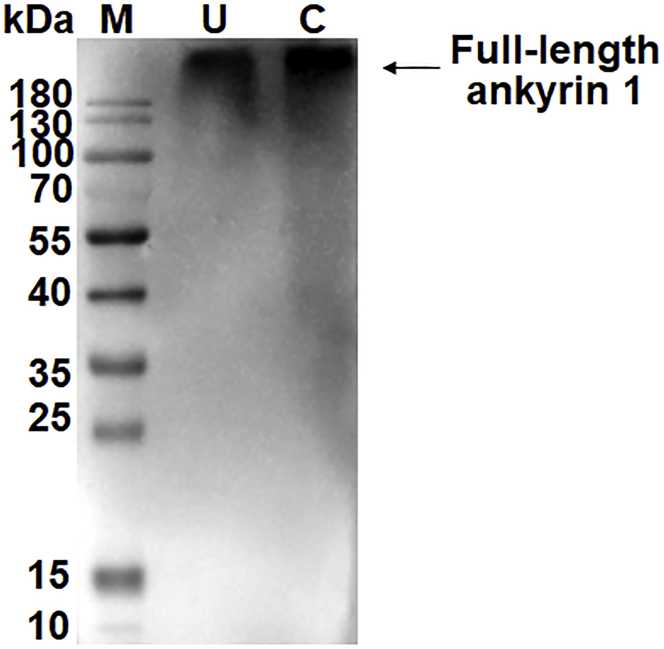 graphic file with name figs2.jpg