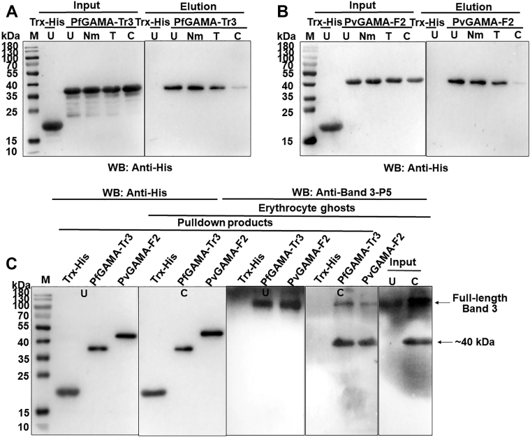 Figure 5