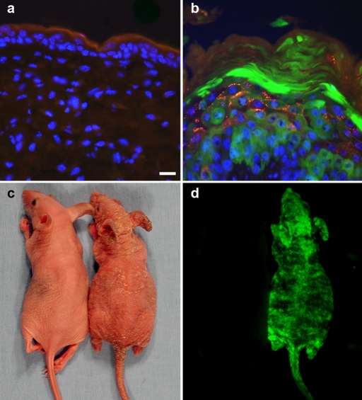 FIGURE 4: