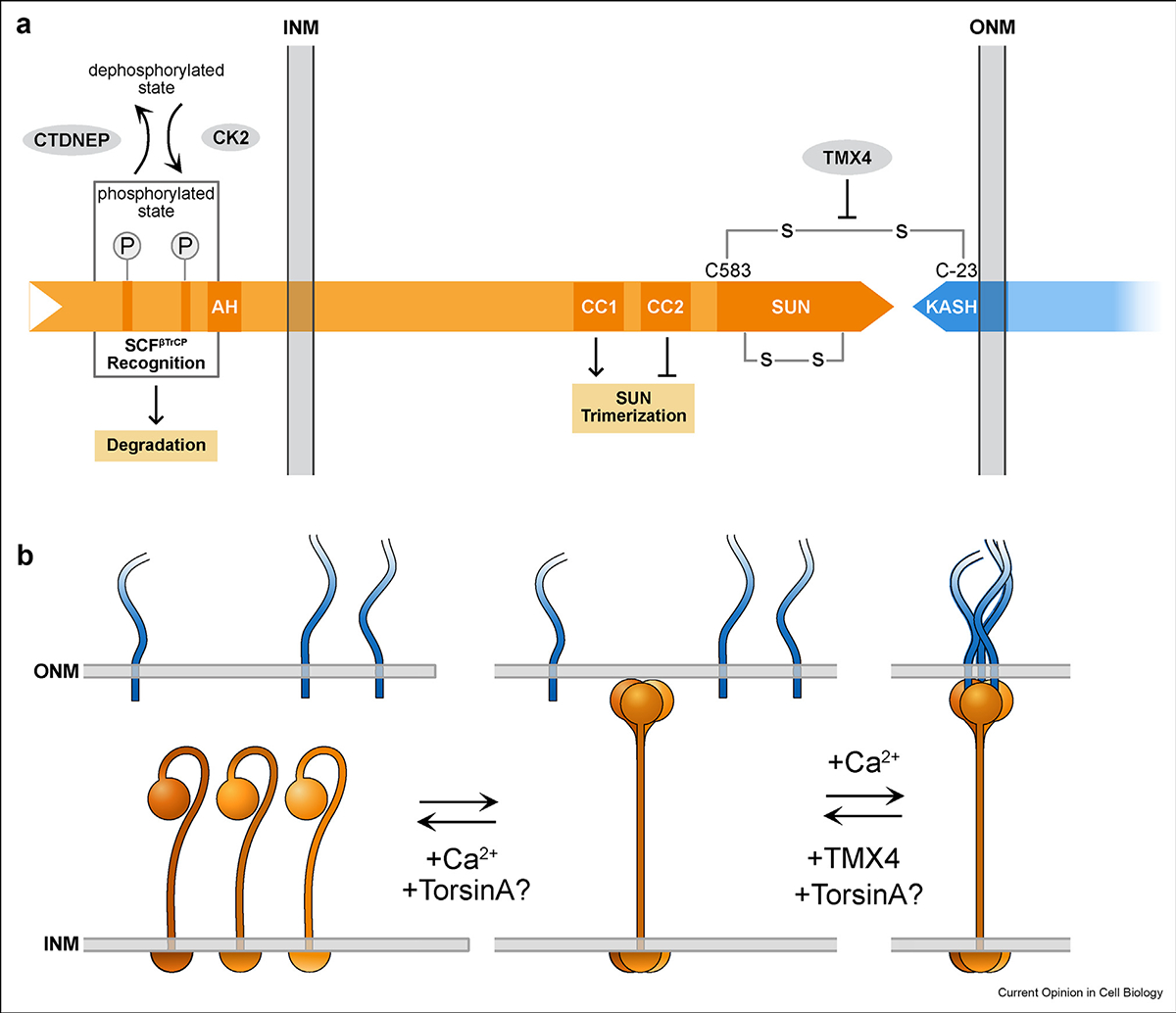 Building and breaking mechanical bridges between the nucleus and ...