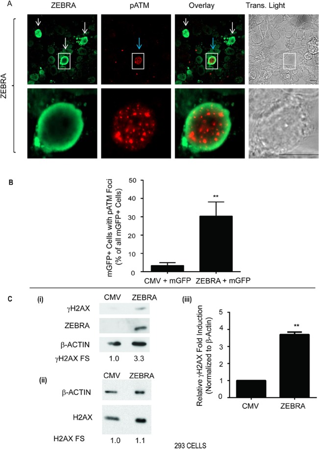 Fig 9