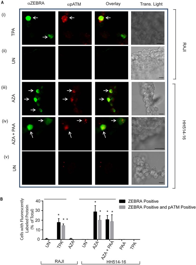 Fig 6