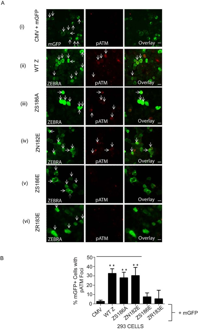 Fig 10