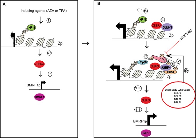 Fig 13