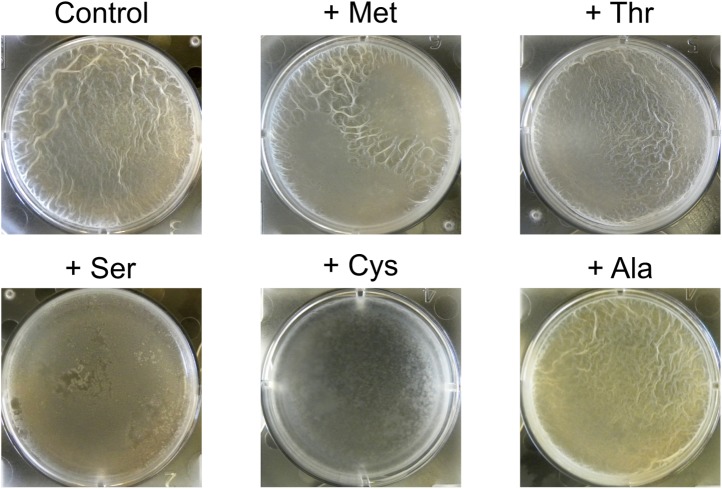 Figure 3—figure supplement 1.