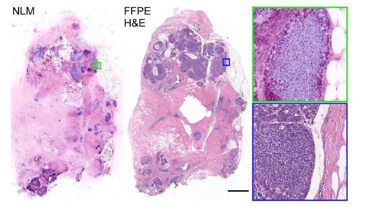 Fig. 10