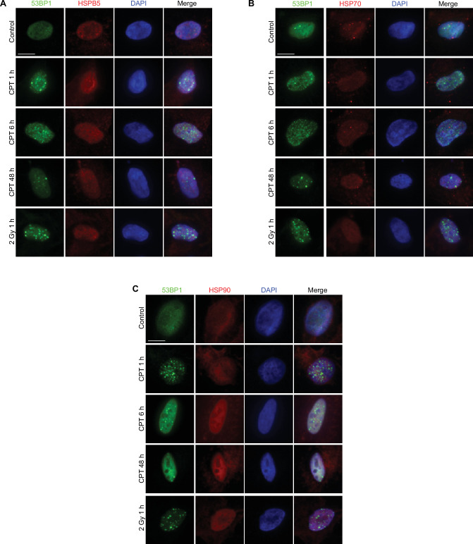 Figure 6—figure supplement 2.