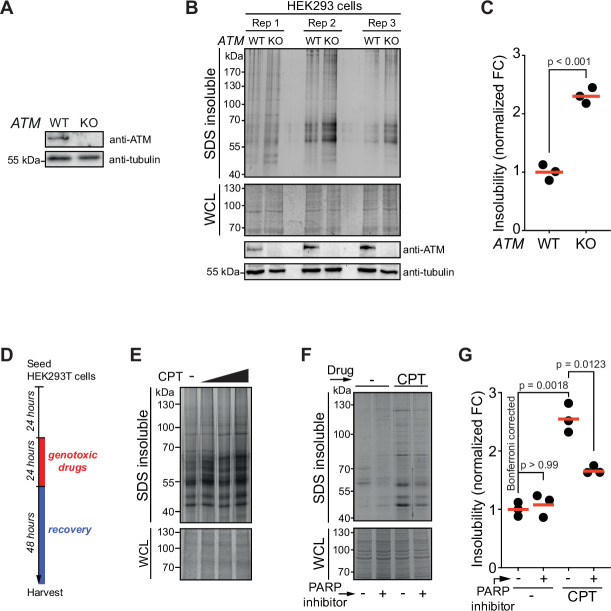 Figure 1—figure supplement 1.