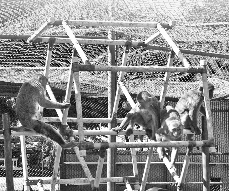 NONHUMAN PRIMATES USED IN MEDICAL RESEARCH