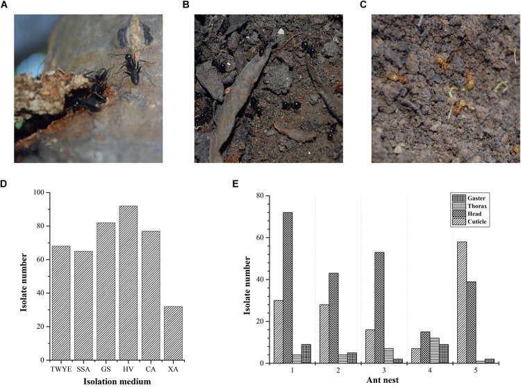 FIGURE 1