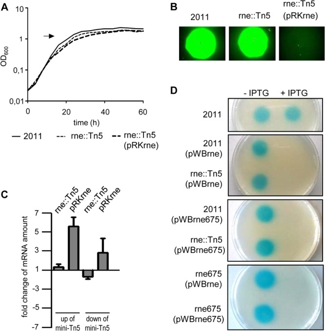 FIG 2