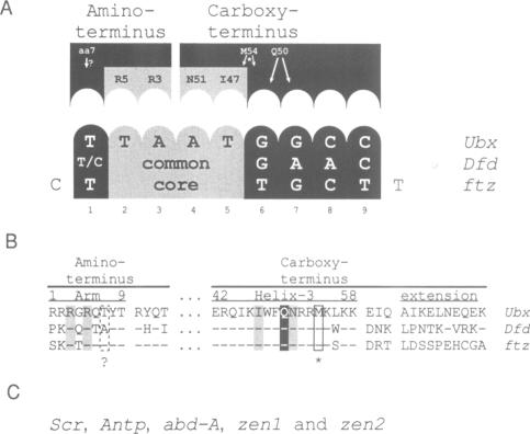 graphic file with name emboj00096-0257-a.jpg