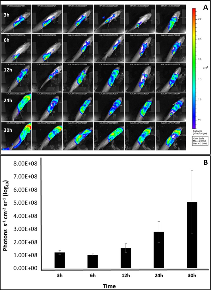 Fig 2