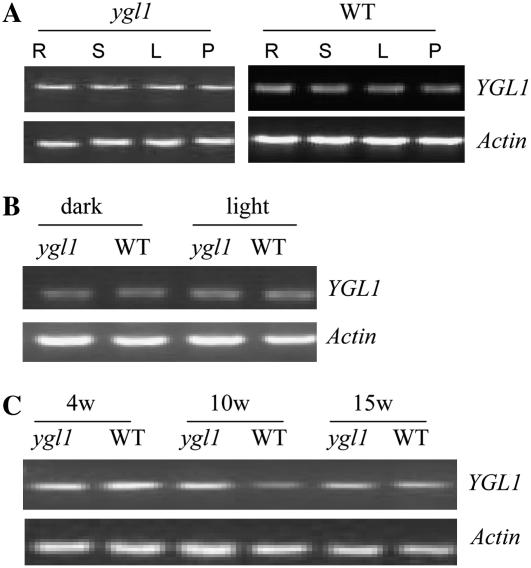 Figure 5.