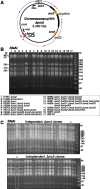 <sc>Fig</sc>. 4.