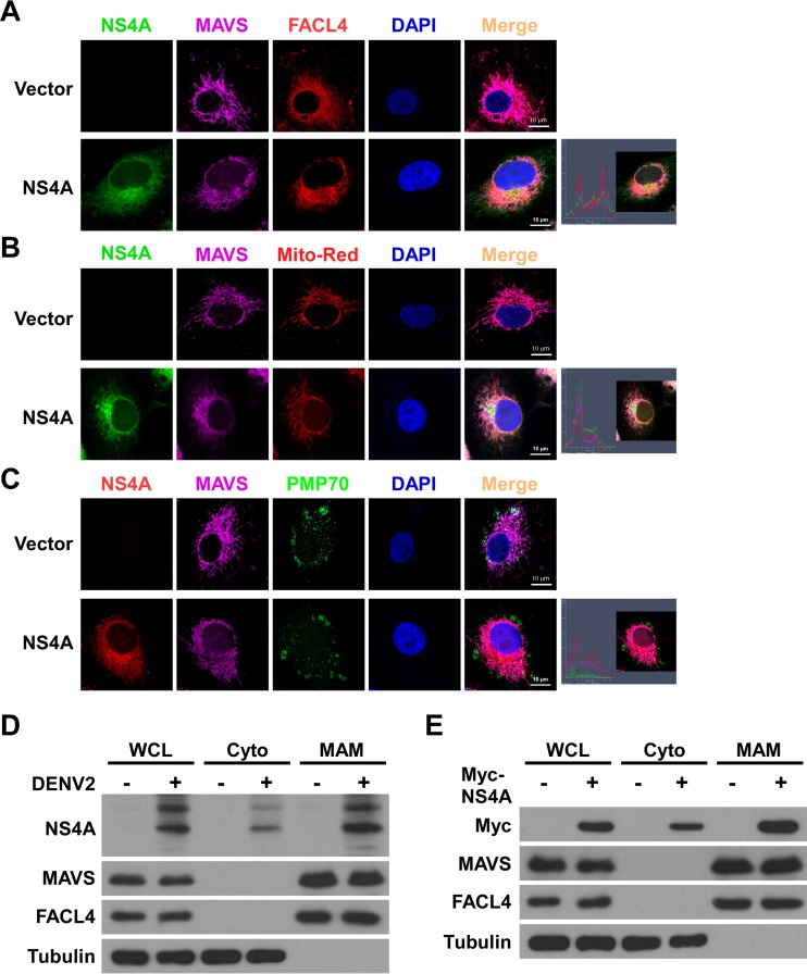 Dengue Virus Subverts Host Innate Immunity by Targeting Adaptor Protein ...