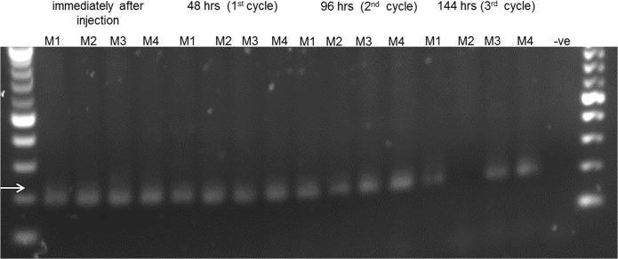 Fig 3