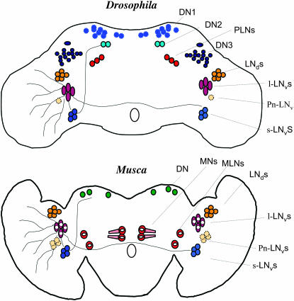 Figure 10.—