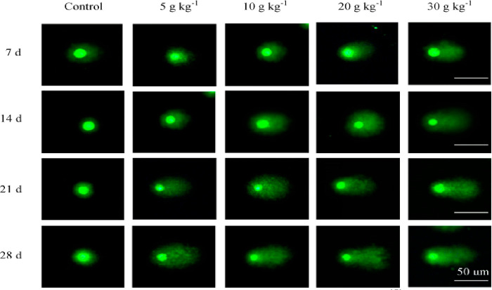 Figure 43