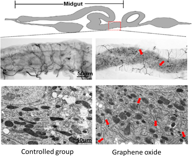 Figure 47