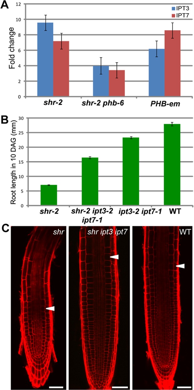 Fig 5