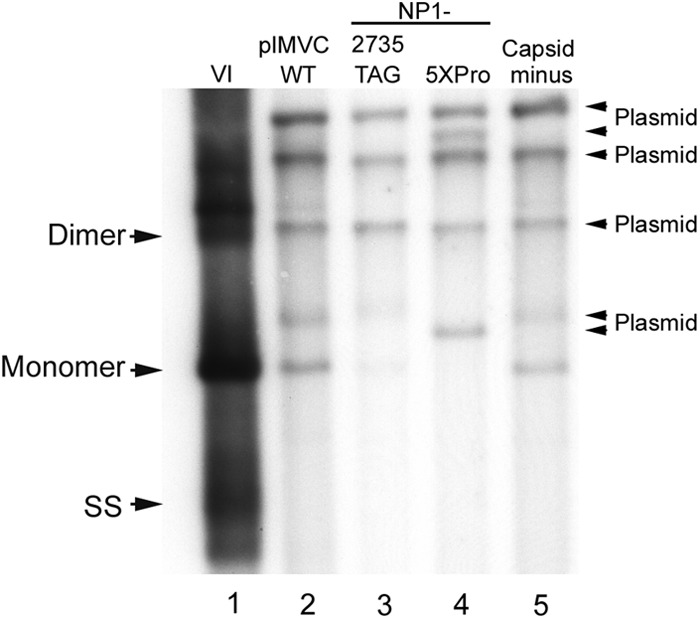 Fig 5