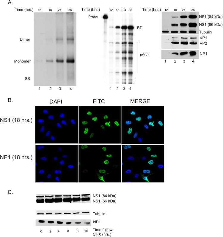 Fig 1