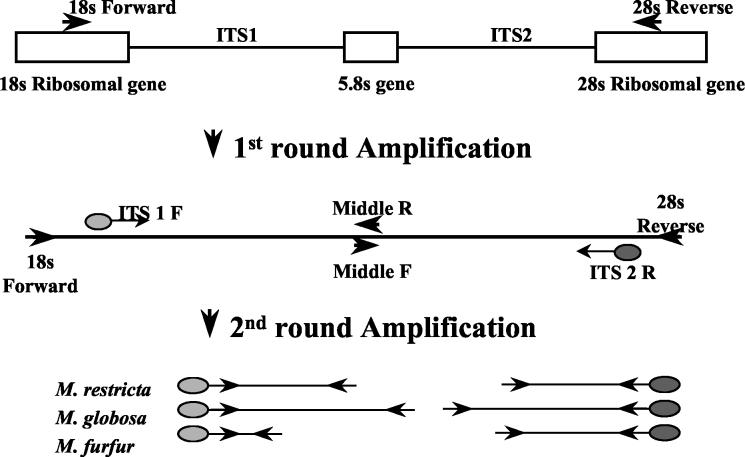 FIG. 1.