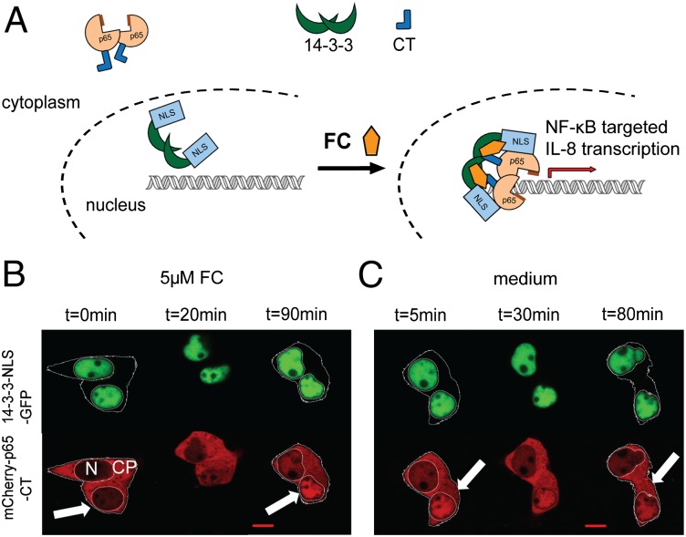 Fig. P1.