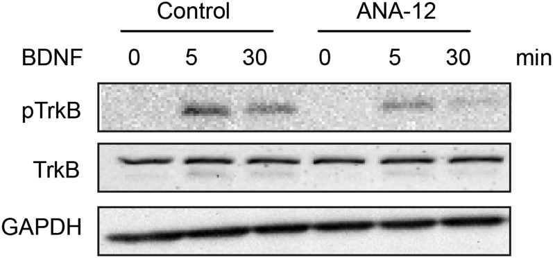 Fig. S6.