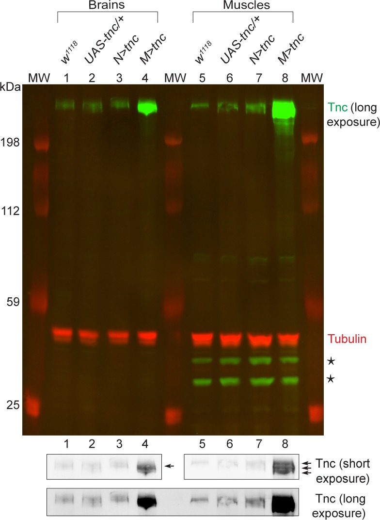 Figure 7—figure supplement 1.