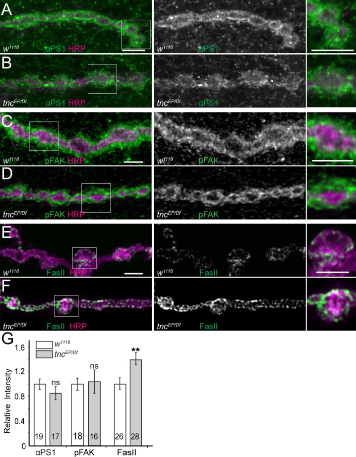 Figure 4—figure supplement 1.