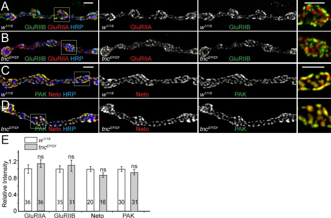 Figure 5—figure supplement 1.