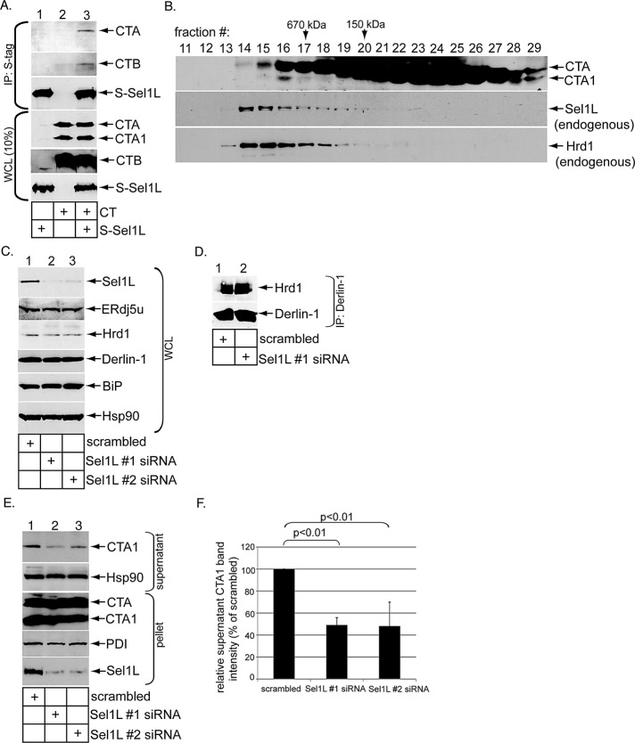 FIGURE 5: