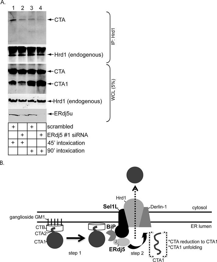 FIGURE 6: