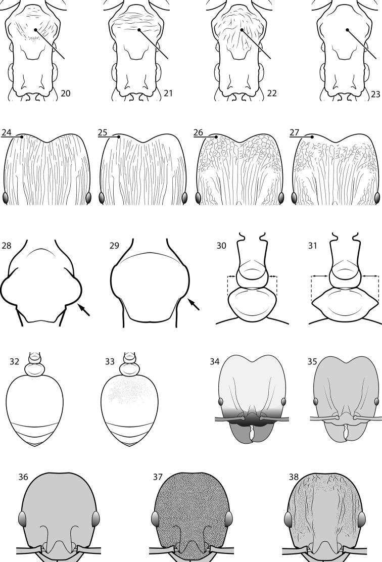 Figures 20–38.