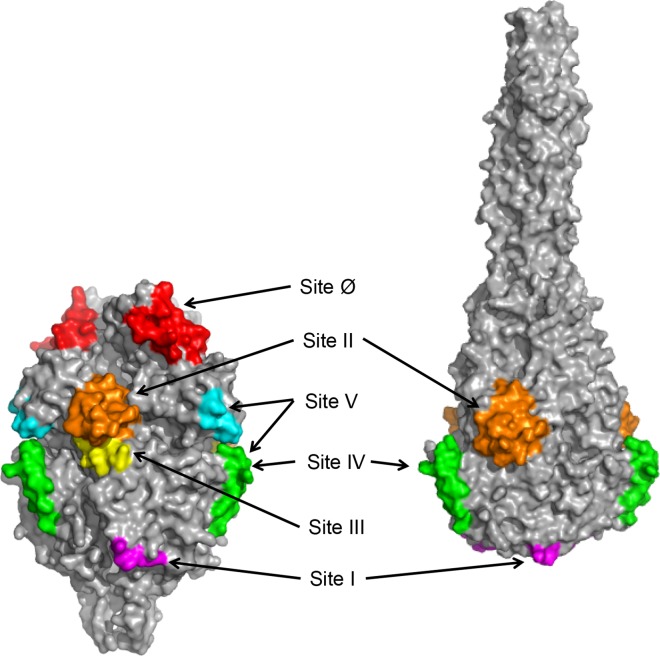 Fig 1