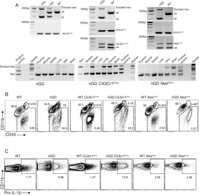 Figure 2—figure supplement 1.